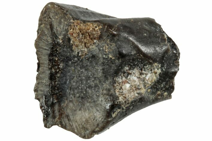 Fossil Iguanodon Tooth - England #316985